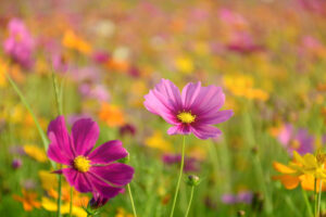 Donate and create a wellbeing garden at Teddington Memorial Hospital